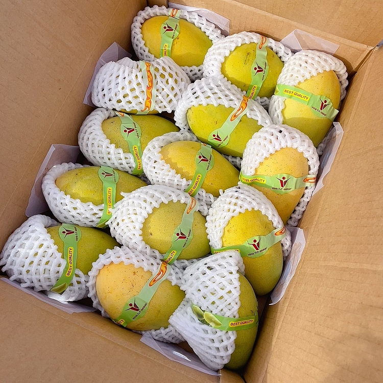 freshsweet-mango-imported-from-vietnam-2pcs-3
