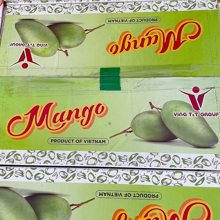 freshsweet-mango-imported-from-vietnam-2pcs-4