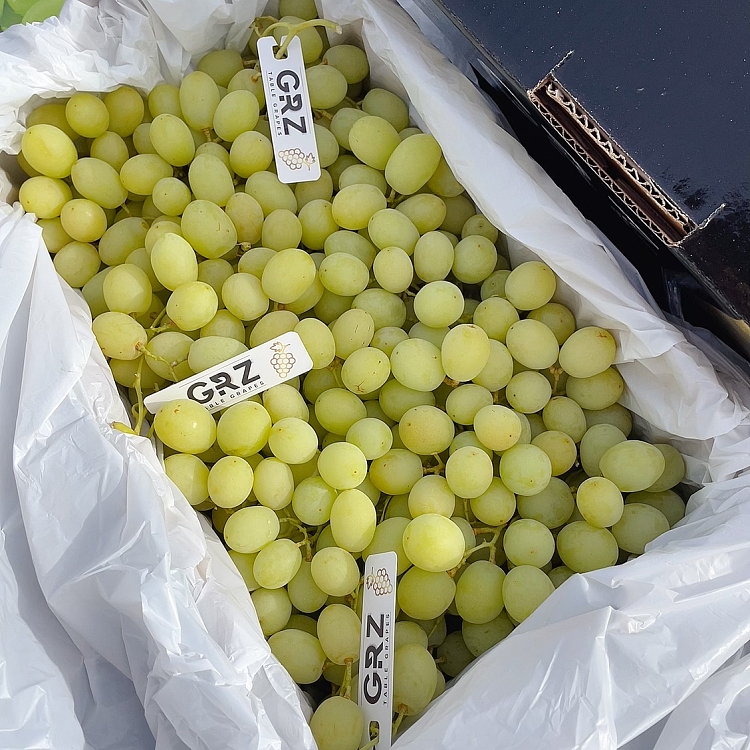 freshsweetglobe-premium-sweetglobe-crisp-sweet-green-grape-pure-sweet-no-acid-approx-1kg-2