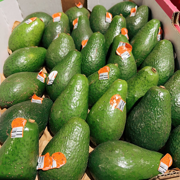 fresh2-avocados-2