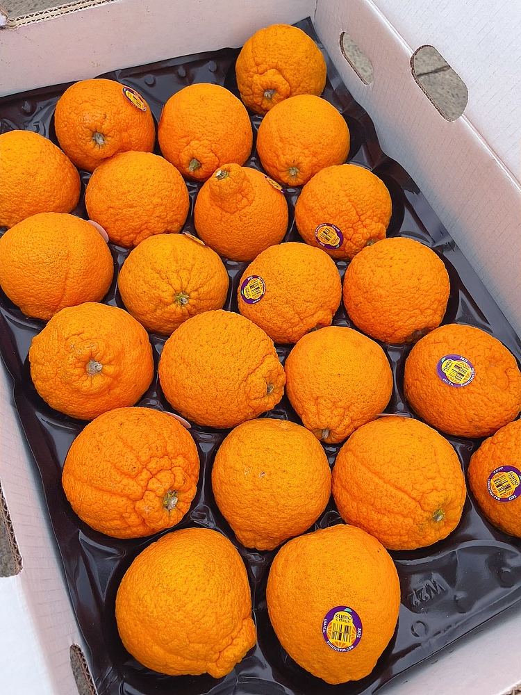 freshusasumo-ugly-tangerine-whole-box-size20-22-1