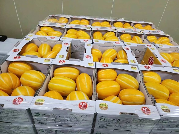 1-korean-cantaloupe-4