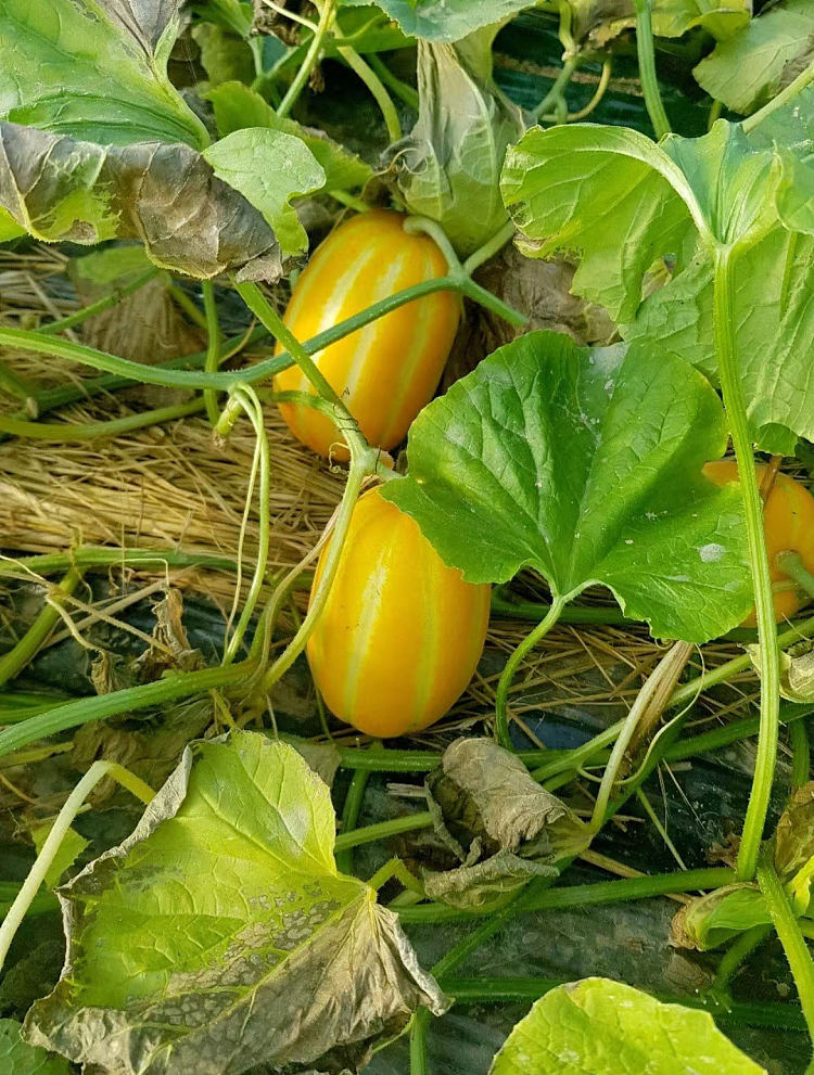 1-korean-cantaloupe-2