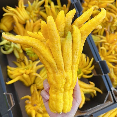 佛手柑 约0.8-1kg