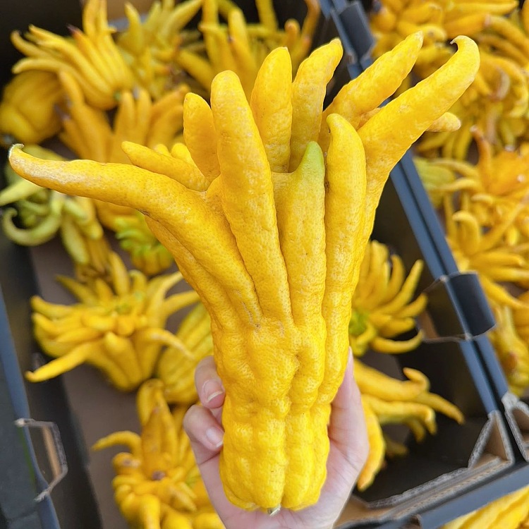 bergamot-about-08-1kg-1
