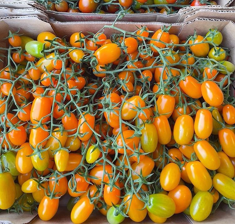 yellow-tomatoes-with-branches-about-500g-3