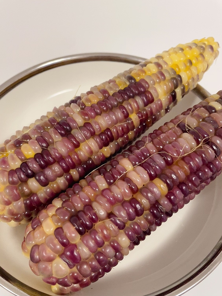 10-sticks-of-freshly-blossomed-sticky-corn-2