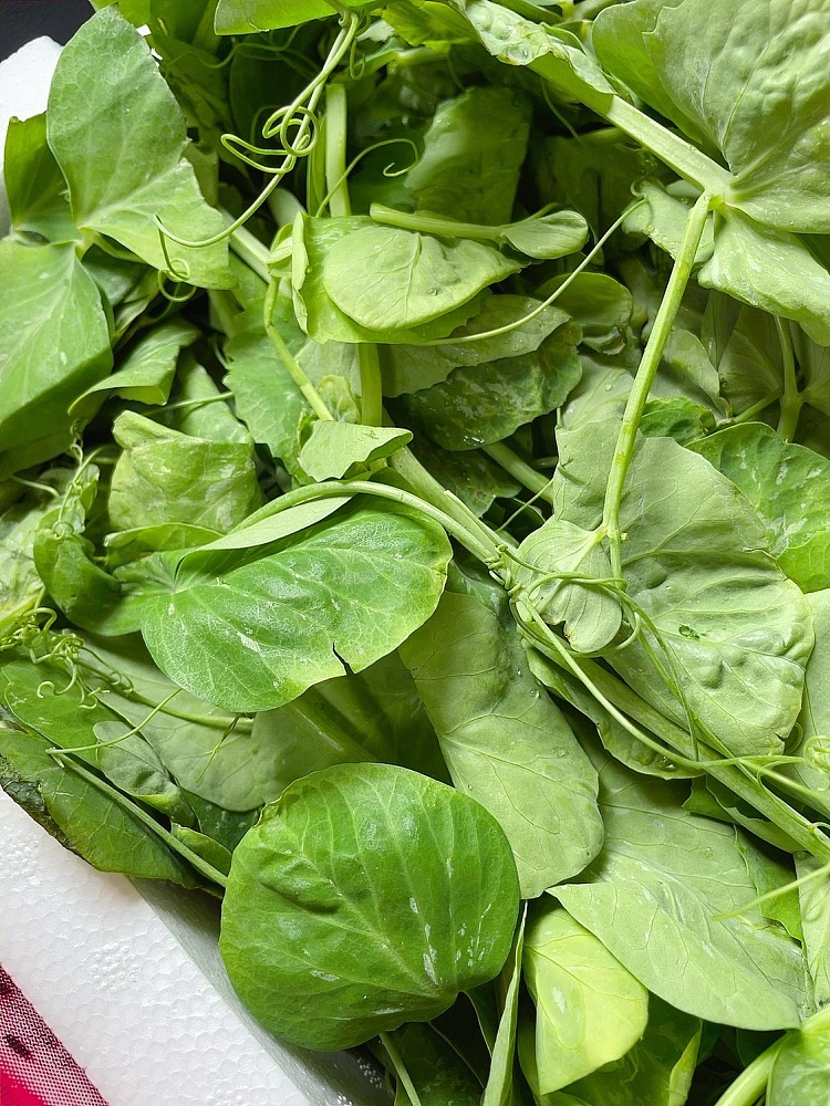 new-version-pea-tips-about-500g-2