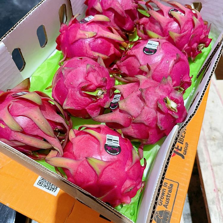freshumall-self-supporting-red-dragon-fruit-1pc-3