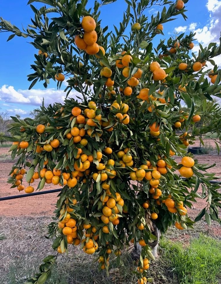 approx-1kg-of-mandarin-oranges-with-branches-2