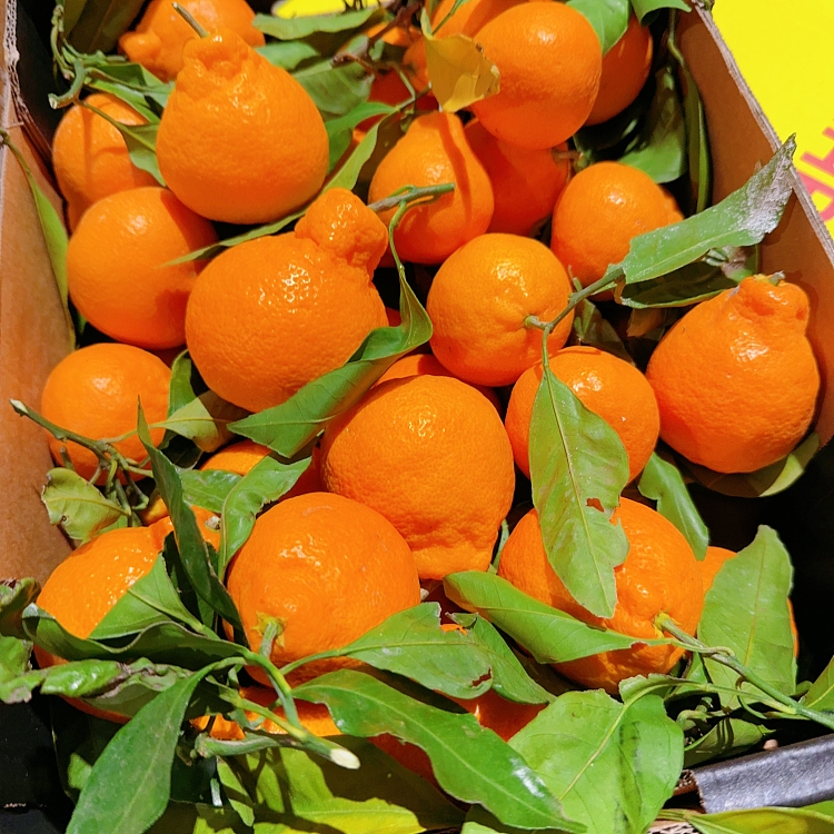 approx-1kg-of-mandarin-oranges-with-branches-1