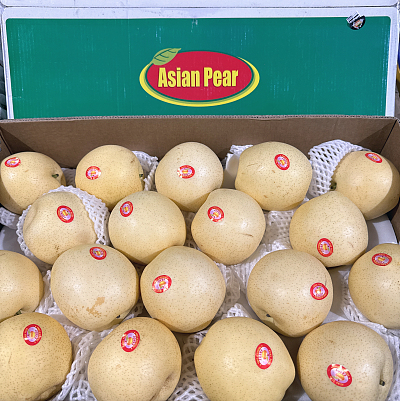【原箱】中国亚洲梨 Asian Pear 约10kg