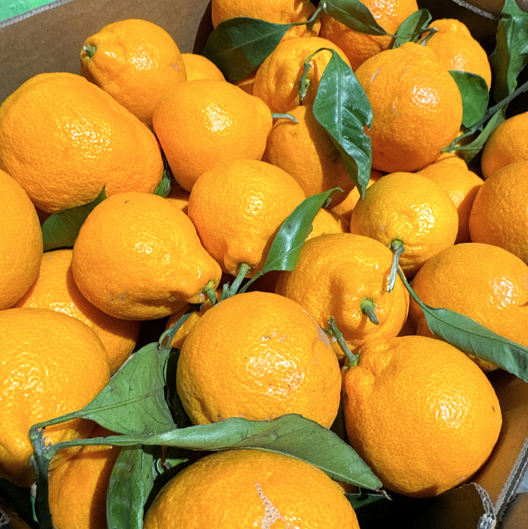 okitsu-seedless-mandarin-oranges-10kg-2