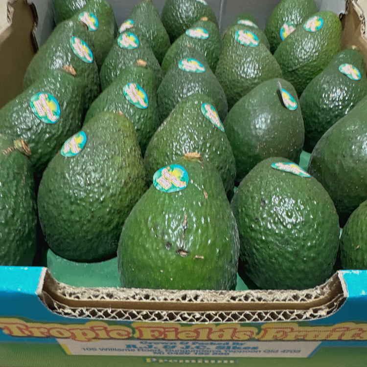 cartonavocado-size23-25pcs-1