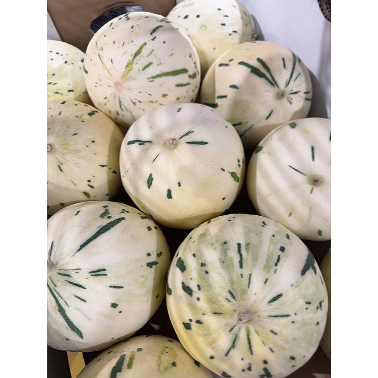 dino-super-sweet-rare-moon-dew-honeydew-melon-large-1pc-2