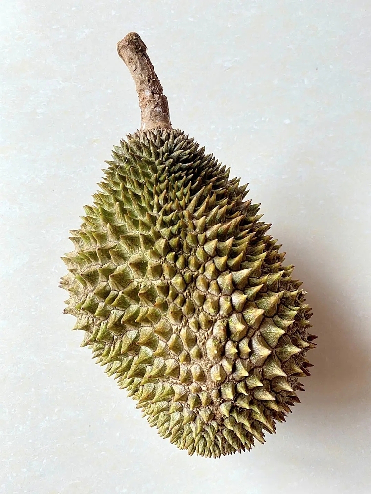 frozen-d2-dato-nina-dream-lover-durian-approx-16kg-3