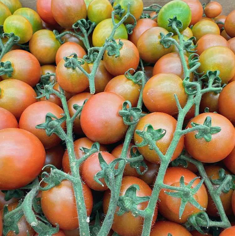 cartonscarlet-tomatoes-with-branches-approx-5kg-3