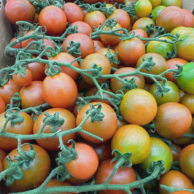 cartonscarlet-tomatoes-with-branches-approx-5kg-4