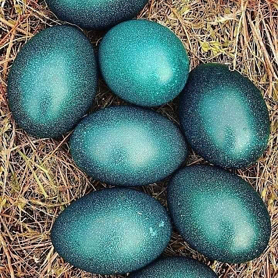 【悉尼首发】蛋中之王 鸸鹋蛋 Emu Egg 1颗 约460-500g