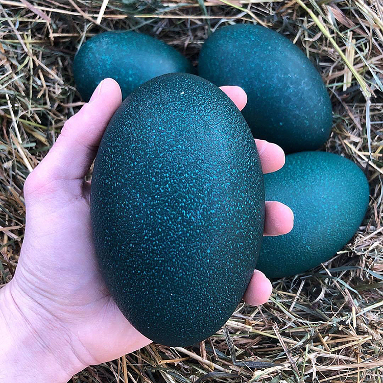 1-emu-egg-approx-490g-3