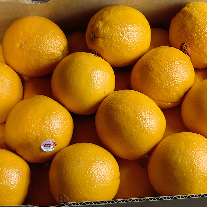 caracara-blood-orange-about-18kg-3