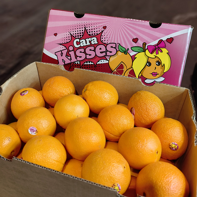 caracara-blood-orange-about-18kg-2