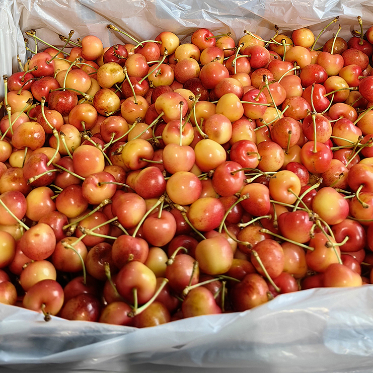 american-yellow-cherry-approx-500g-2