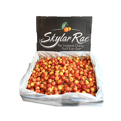 美国Skylar Rae黄皮樱桃9.5r 约500g