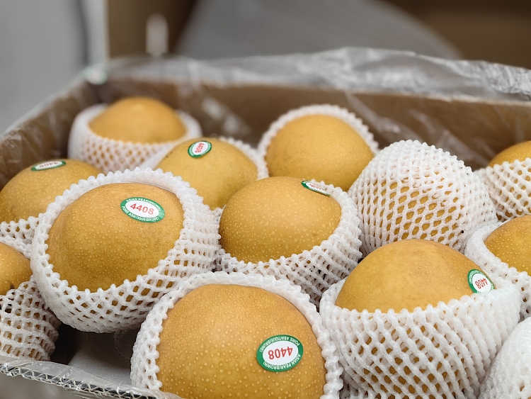 about-11-12kg-of-korean-new-takanashi-pear-3