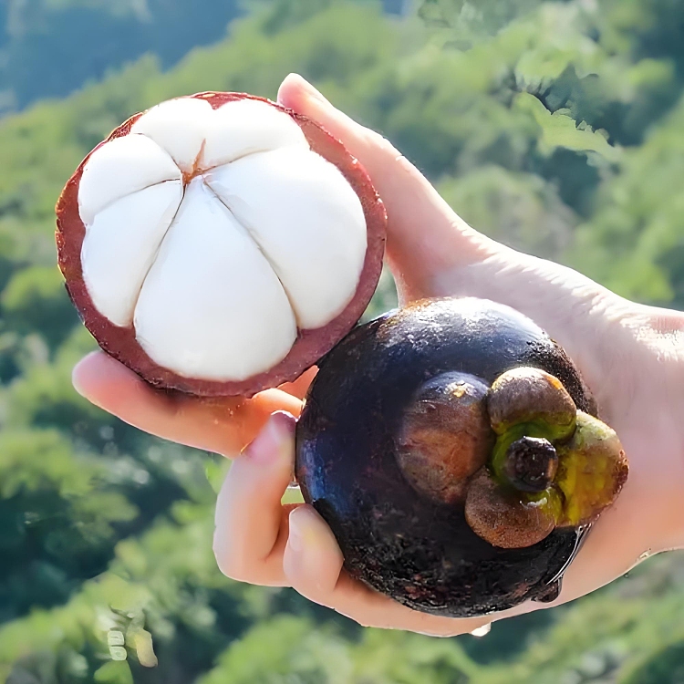 freshumalls-own-local-fresh-mangosteen-about-1kg-2