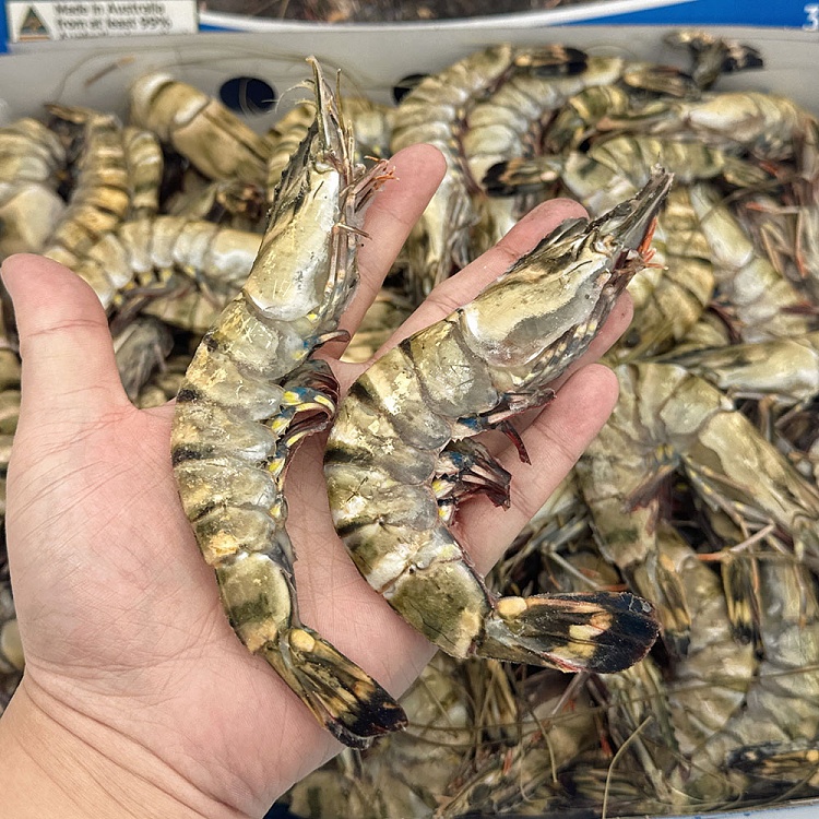 case-tassal-au-black-tiger-shrimp-xl-size1015-3kg-3