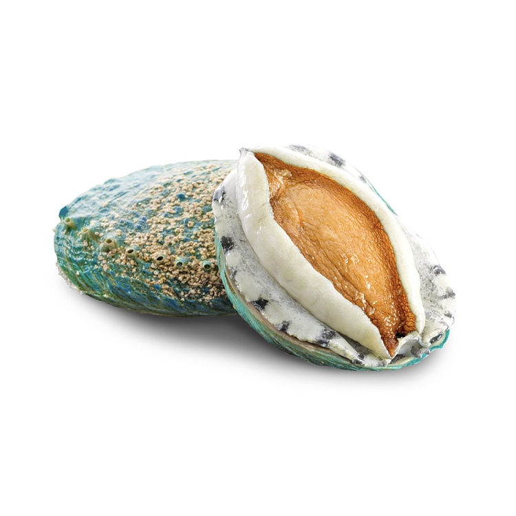 jade-jade-abalone-9-heads-whole-box-1kg-2