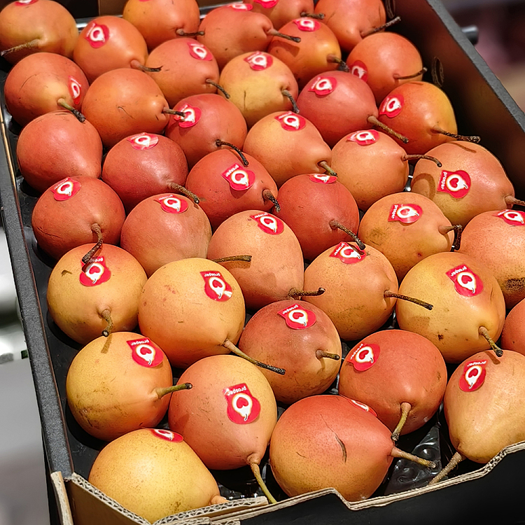 piqa-boo-ruby-pears-3