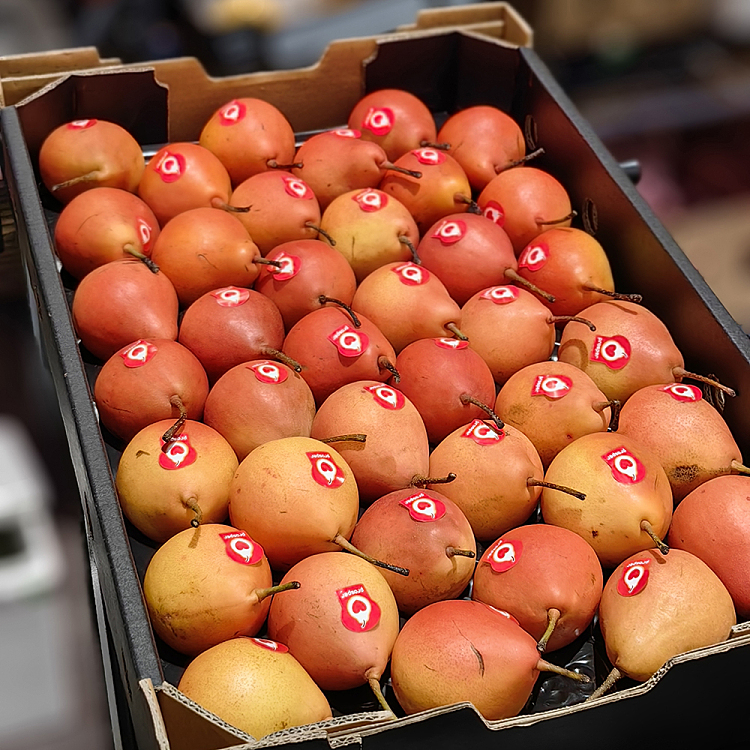 piqa-boo-ruby-pears-2