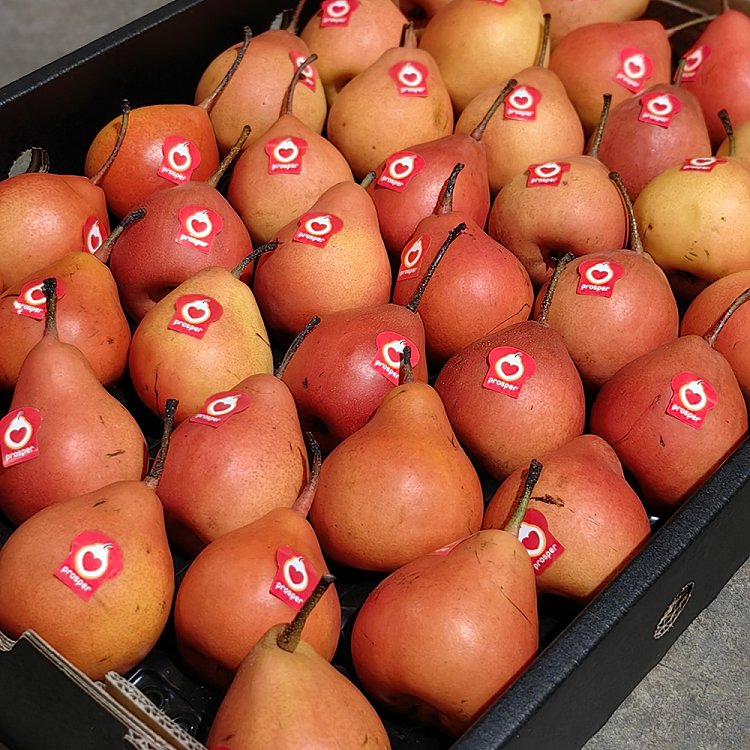 piqa-boo-ruby-pears-1