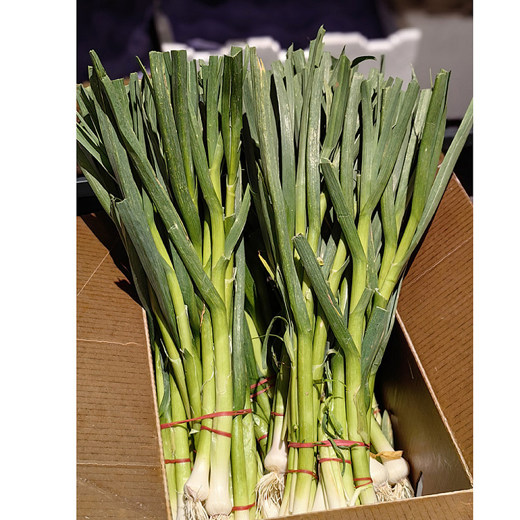 garlic-leaves-green-garlic-1-bundle-4