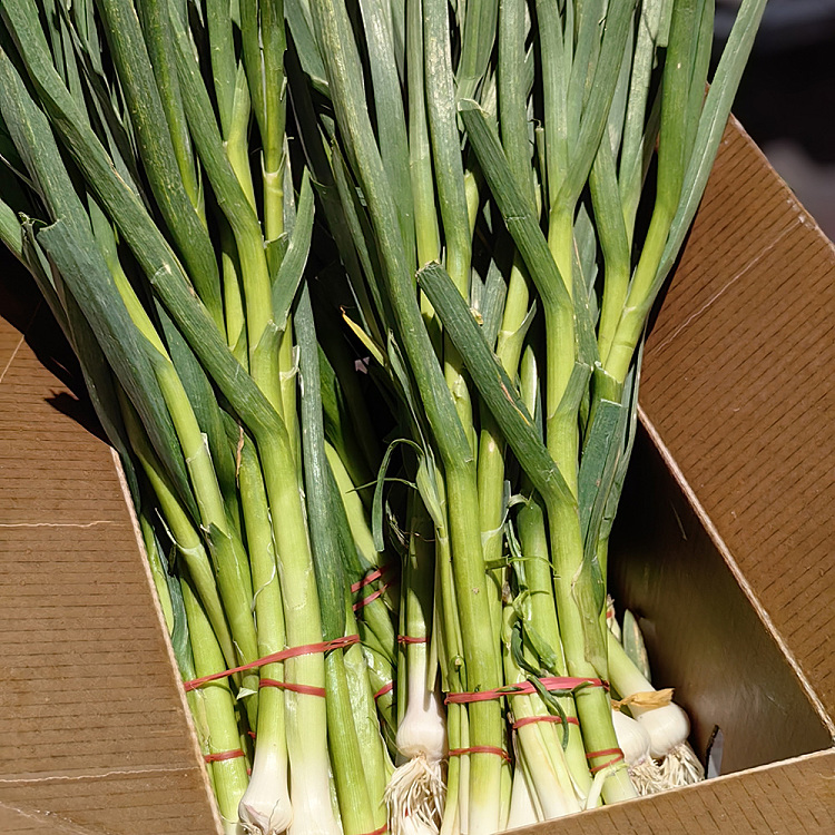 garlic-leaves-green-garlic-1-bundle-2