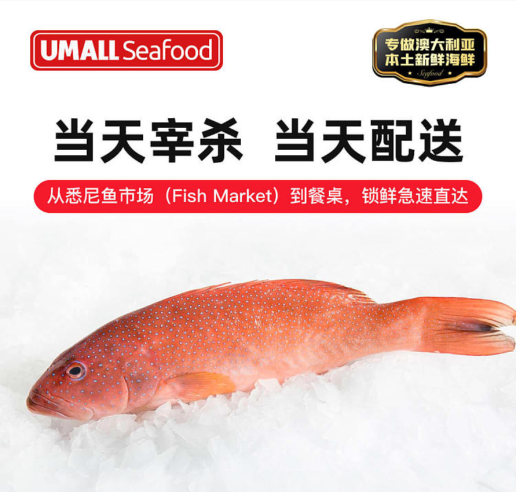fresh-murray-cod-scaled-gutted-murraycod-32kg-3999per1kg-1