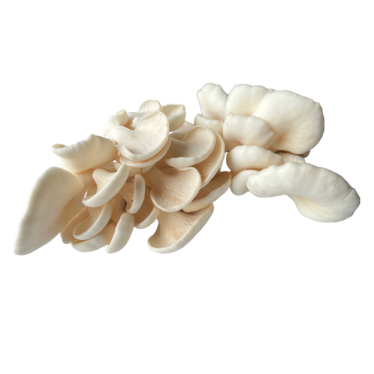 freshumalls-own-abalone-mushroom-1-box-1