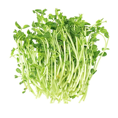 豆苗 Bean Sprout 1盒 约100g