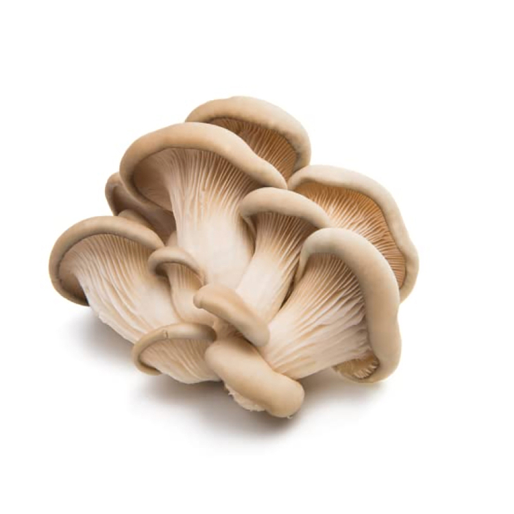 freshumalls-own-gray-abalone-mushroom-1-box-1