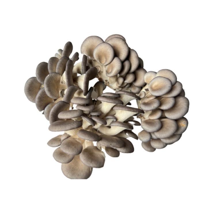 freshpearl-mushroom-1-box-about-400g-1