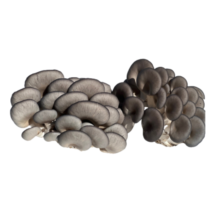freshumalls-own-coral-mushroom-1-box-1