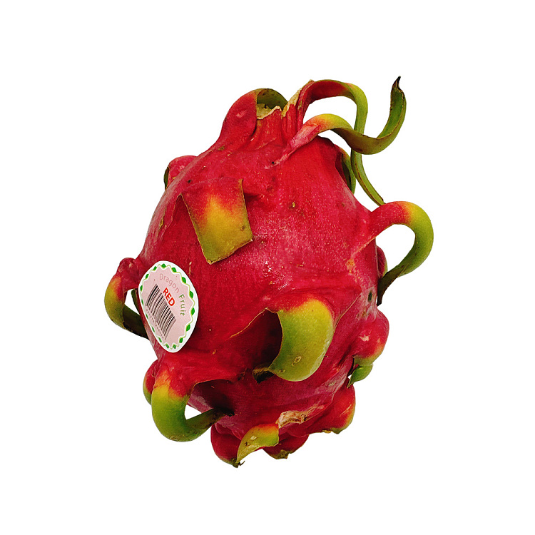 freshumall-self-supporting-red-dragon-fruit-1pc-1