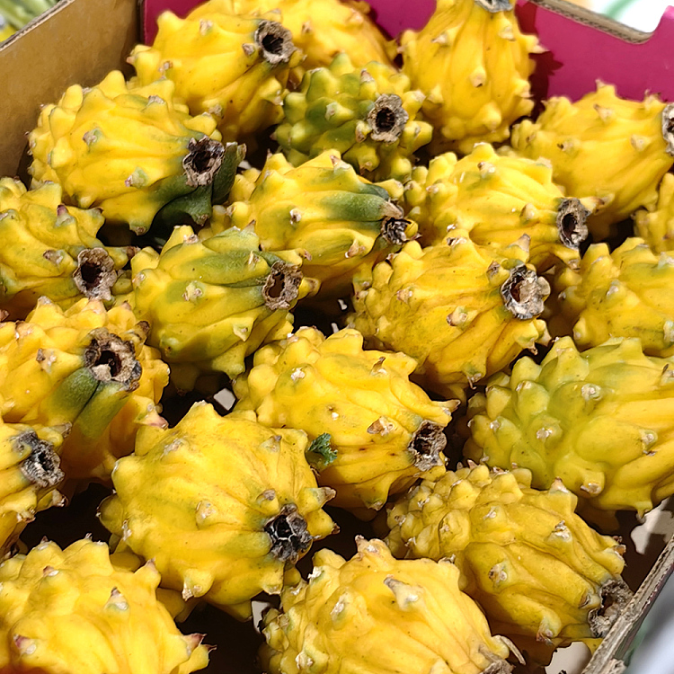 medium-pitaya-dragon-fruit-2pcs-2