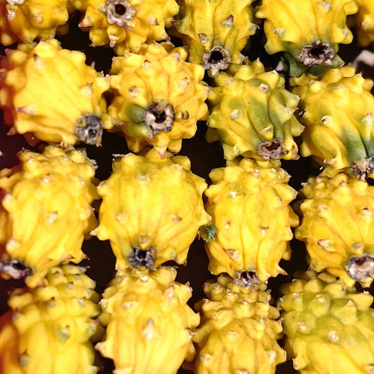 medium-pitaya-dragon-fruit-2pcs-3