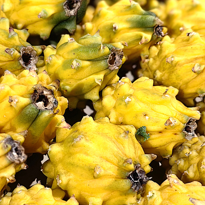 越南麒麟果（燕窝果） Pitaya (Dragon Fruit) 中号 2个
