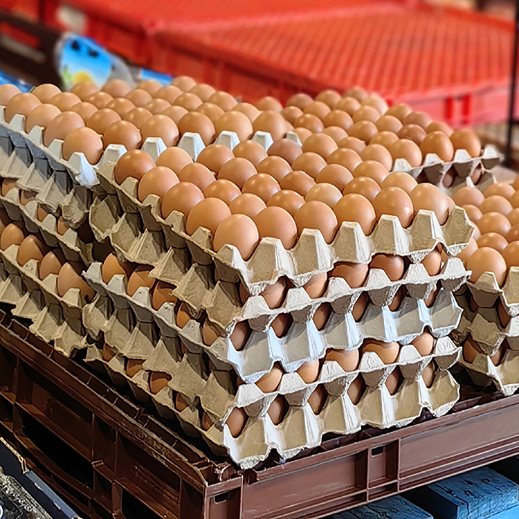 ashsons-freerange-walking-eggs-xl-extra-large-15-dozen-total-180-pcs-2