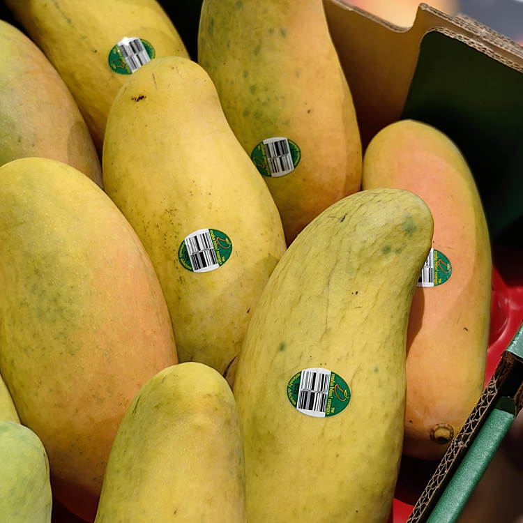 maha-moon-sprout-mango-1pc-2