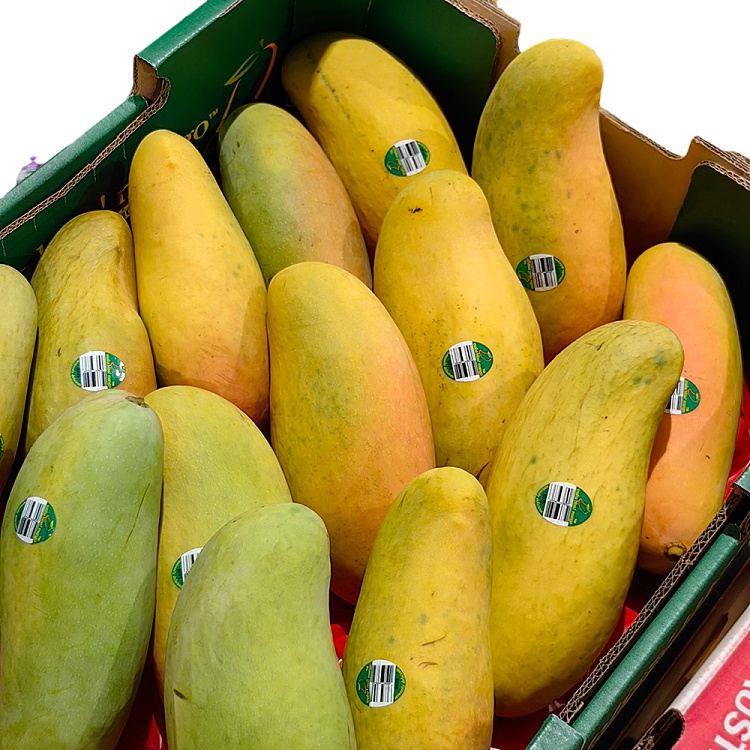 maha-moon-sprout-mango-1pc-3